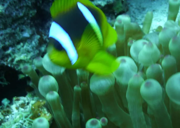 Galuma Magbul Camp Kemping Dahab