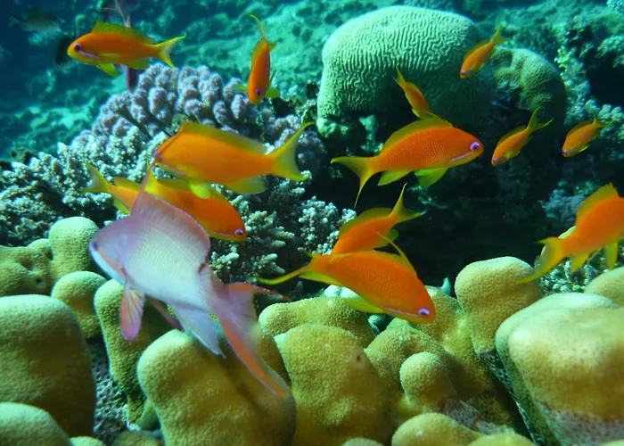Galuma Magbul Camp * Dahab