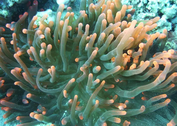 Galuma Magbul Camp Kemping Dahab
